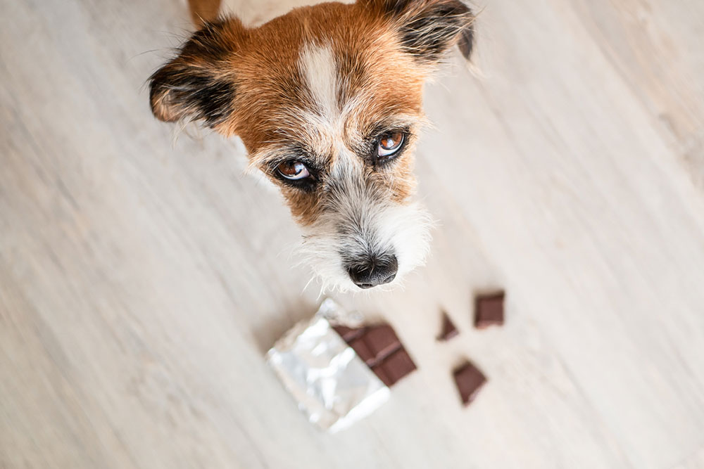 9 foods that are harmful for pets